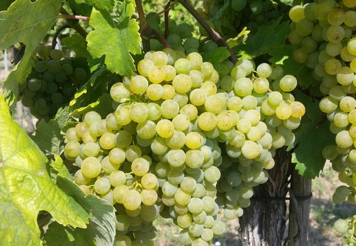 Weinernte kick-off 2018